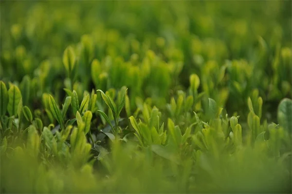 Back to Eden Gardening Method：厚さ15cmの木屑で不耕起・水やり不要の簡単園芸