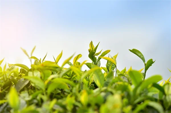 ランタナの植え替えは簡単！正しい時期と方法を初心者向けに解説