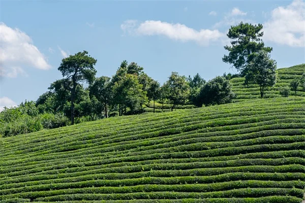 葉っぱの穴で害虫を特定！被害の形で見分ける7つの犯人と対策