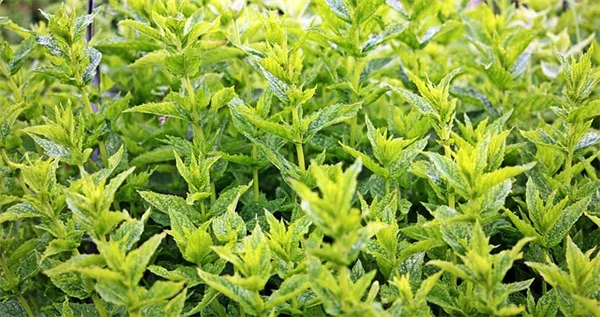 日陰の庭が劇的に変わる！シルバーリーフ植物6選