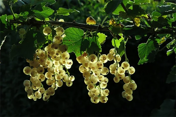 ガイ・リッチーの農場風スタイルを再現！グリーンガラスの花瓶×白い花のコーディネート術