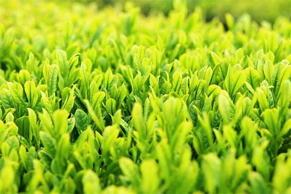 手作り肥料で蘭の花数が1.5倍に！私の簡単レシピと効果