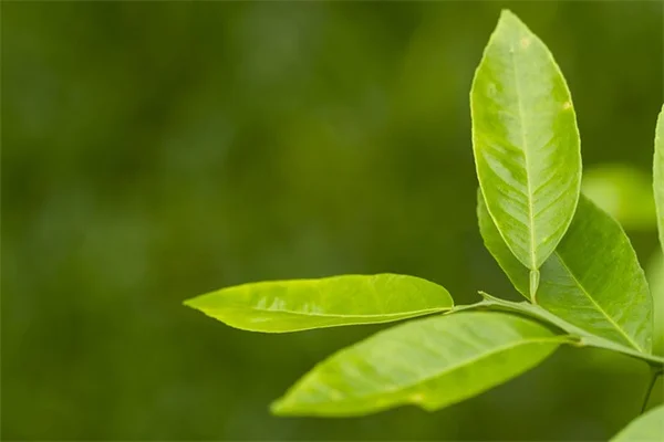 冬に観葉植物に肥料は必要？状況別の与え方と注意点